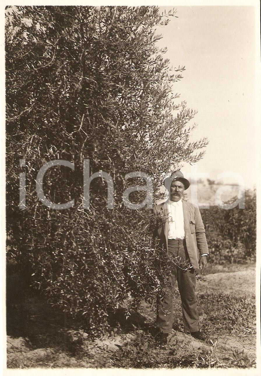 Fotografia d'epoca originale 1935 ca GURGI (LIBIA) Coltivazione ulivi Concessione GUGGIONI *Fotografia 1