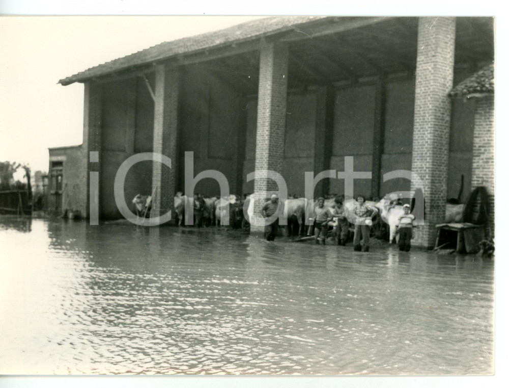 1957 ALLUVIONE A CARMAGNOLA Contadini portano in salvo il bestiame *Foto 18x13
