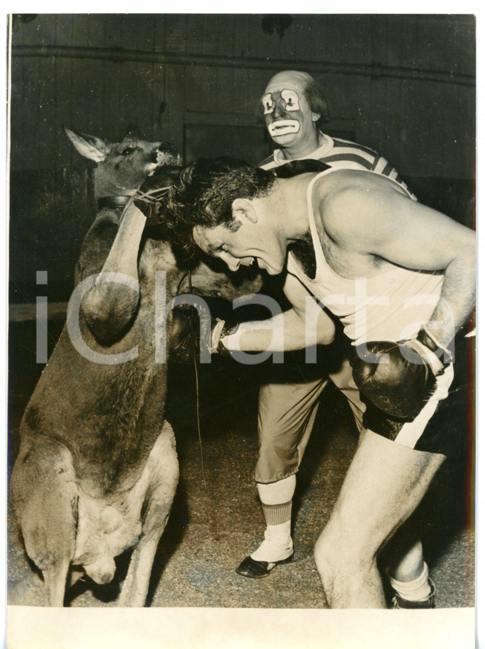 1962 LONDON - BERTRAM MILLS CIRCUS Boxeur Freddie MILLS combatte contro canguro