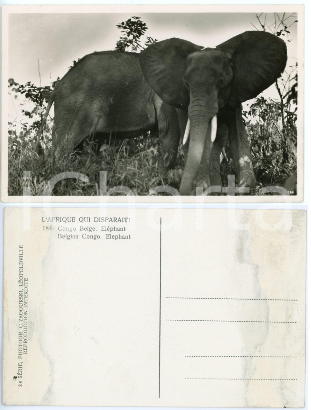 Cartolina originale da collezione 1930 ca ZAGOURSKI Â«L Afrique qui disparaÃ®tÂ» CONGO BELGE  ElÃ©phants Postcard 1 1