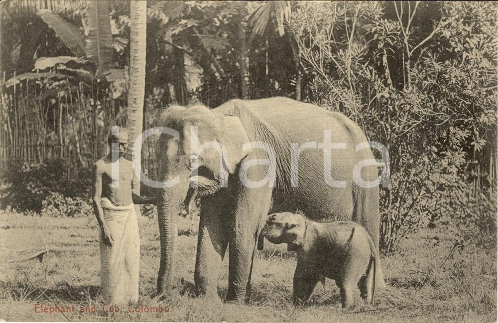 Cartolina originale da collezione 1930 ca COLOMBO CEYLON Elefante con cucciolo FP NV 1