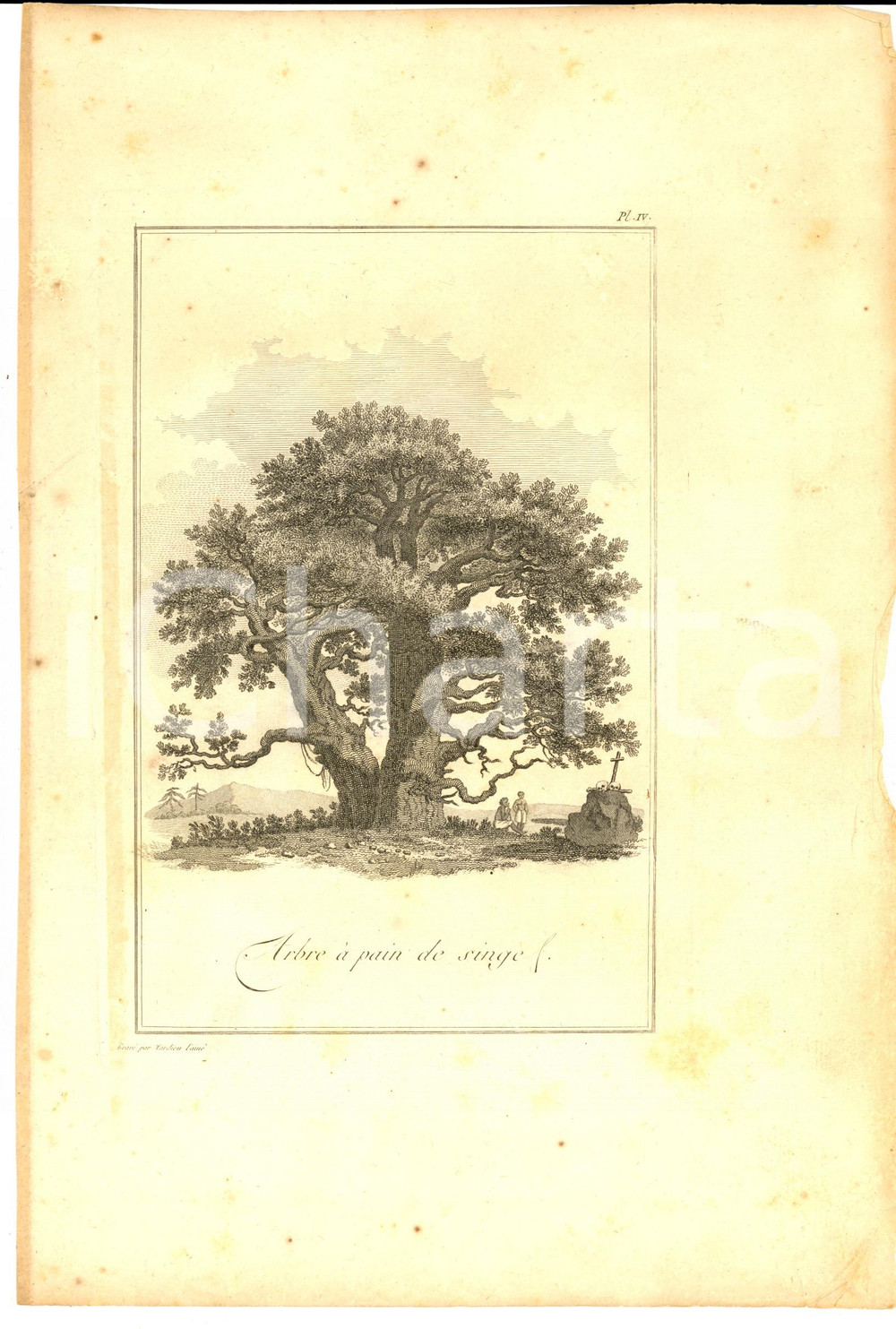 Stampa, bozzetto originale 1800 ca VOYAGE DANS L INTERIEUR DE LA CHINE Arbre à  pain de singe Gravure 1