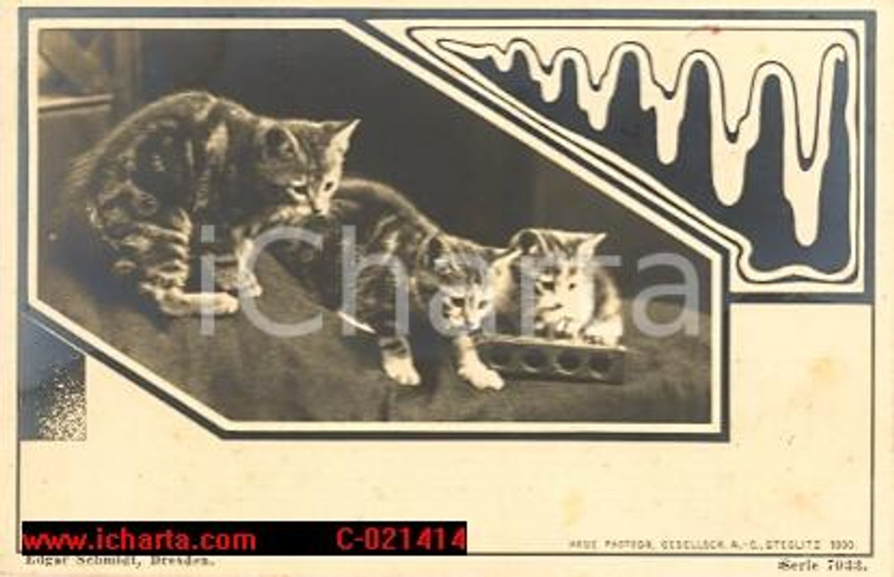 Cartolina originale da collezione 1900 Edgar SCHMID Cartolina fotografica Tre Gatti FP VG 1