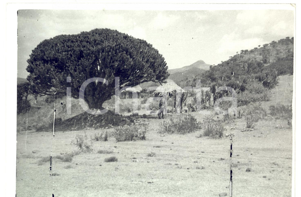 Fotografia d epoca originale 1936 AOI QUORAM ETIOPIA Militare italiano tra le capanne indigene Foto 1