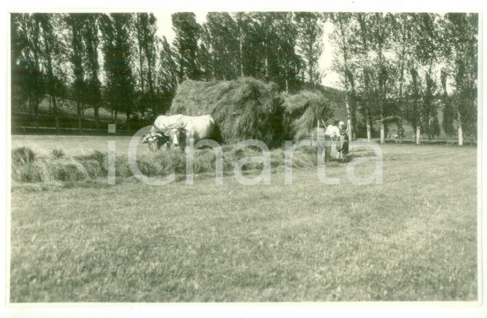 Fotografia d epoca originale 1931 NOVI LIGURE Coppia di buoi trasporta il fieno  Foto cartolina ARTISTICA 1
