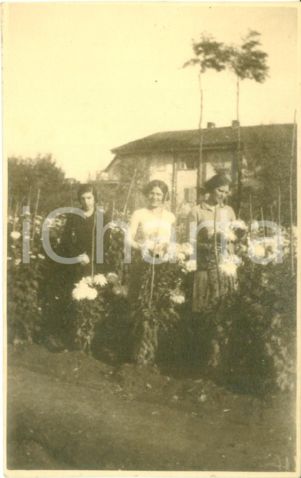 Cartolina originale da collezione 1930 ca CAMPAGNA CUNEESE Contadine al lavoro nei campi Cartolina FP NV 1