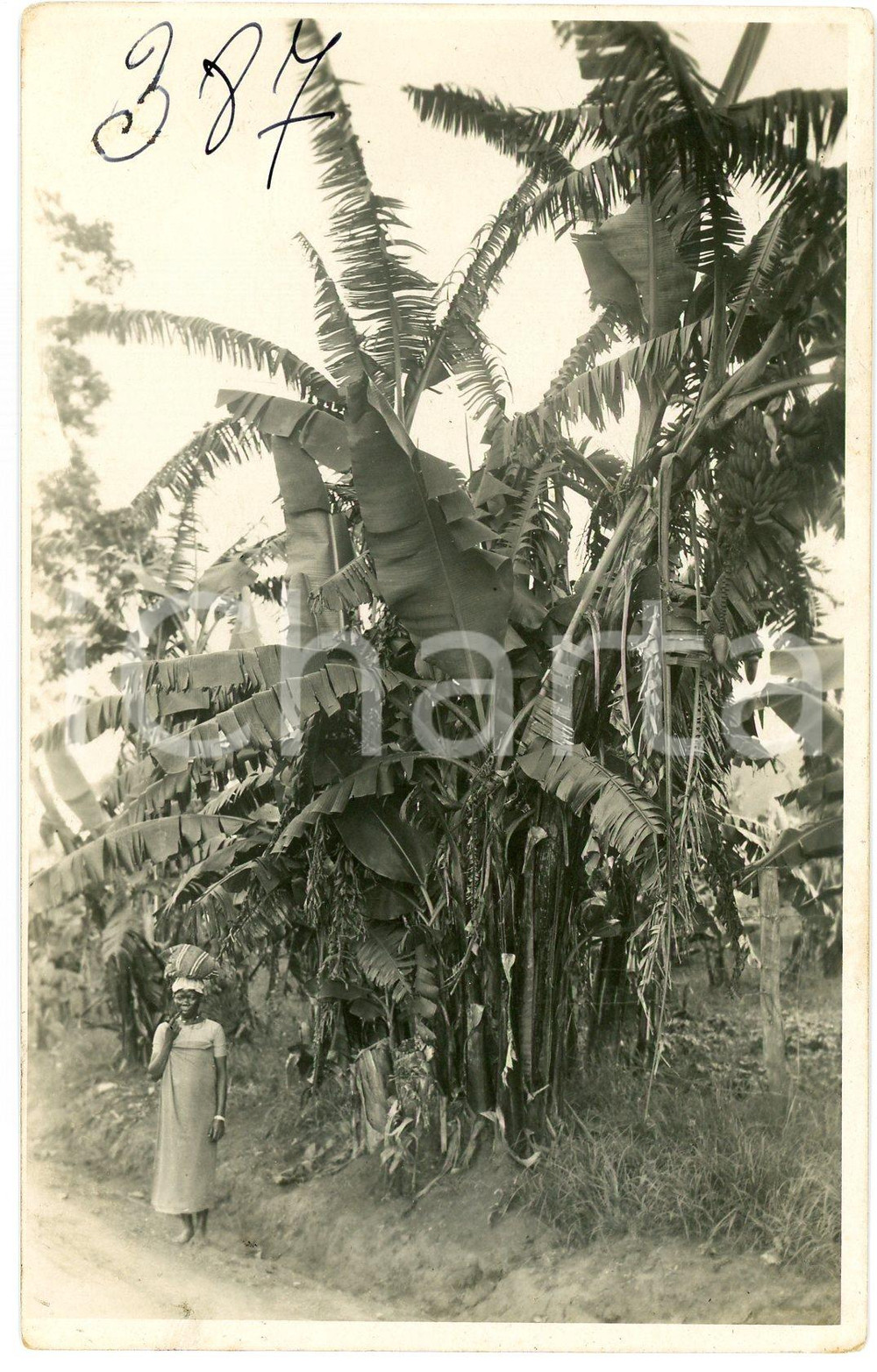 1930 ca CONGO BELGE - Femme dans la vÃ©gÃ©tation - Photo L. GABRIEL 387 Fotografia originale d'epoca, con timbro del fotografo al verso.FOTOGRAFO: L&eacute;opold Gabriel - Panda - Katanga  GOOD/buono  Formato: 9x14 cm originale e autentica 1