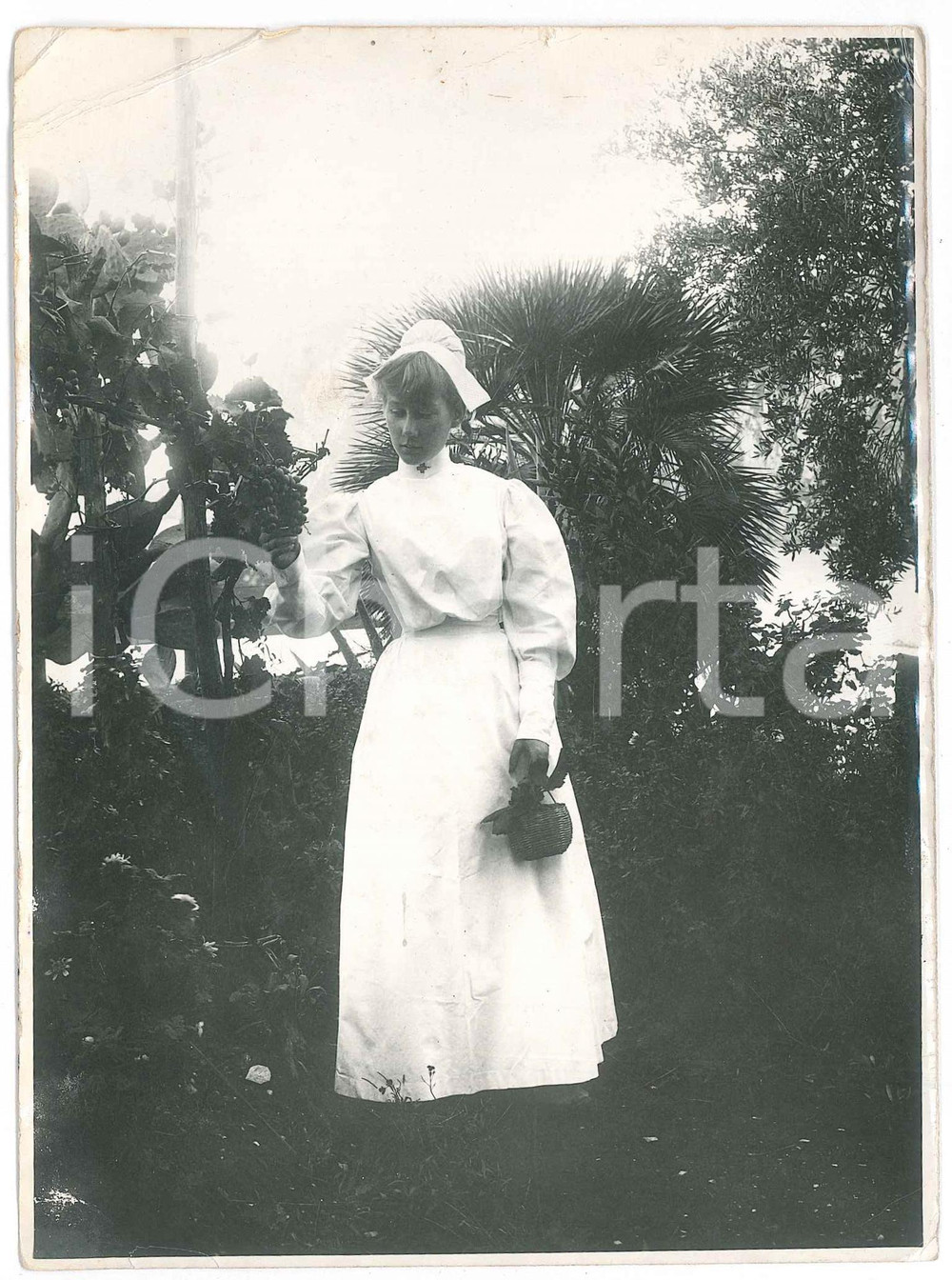 1915 ca WW1 ITALIA Crocerossina raccoglie uva in giardino - Foto 13x18 cm  Fotografia originale d'epoca. POOR/danneggiato piegature al lato superiore Formato: 13x18 cm originale e autentica 1