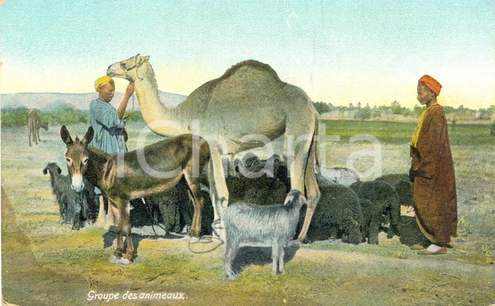 Cartolina originale da collezione 1920 ca EGITTO Beduini con un gruppo di animali *Cartolina postale FP NV 1
