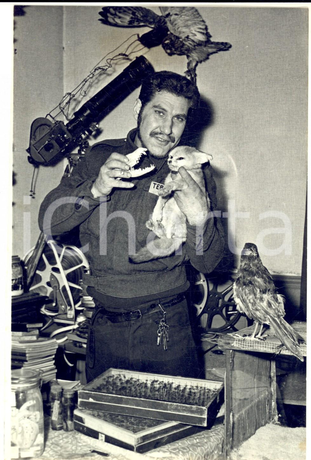 1958 PARIS Il zoologo amatoriale Hubert TERRY nel suo studio *Foto 13x18 cm