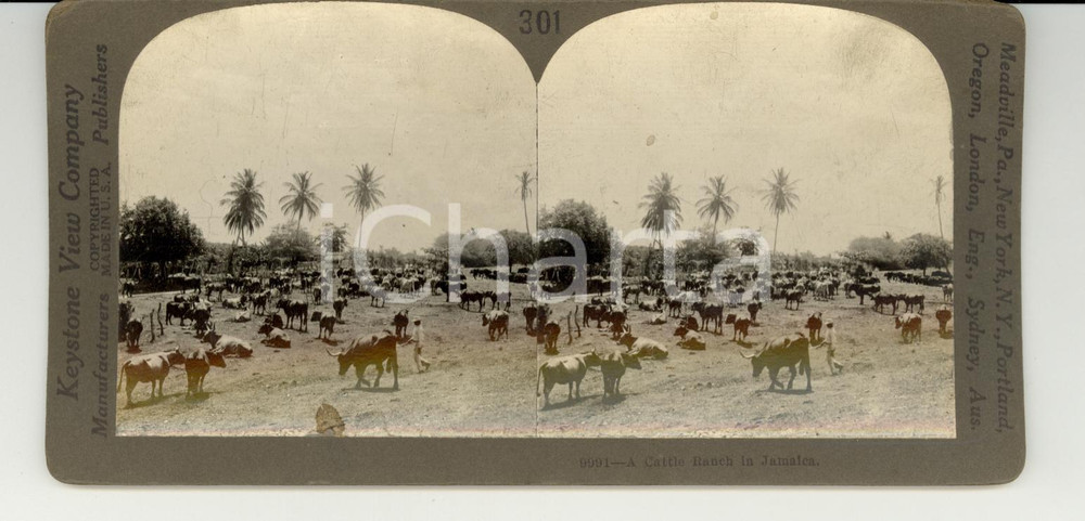 Fotografia d epoca originale 1890 JAMAICA A Cattle Ranch  Stereoscopy KEYSTONE 1
