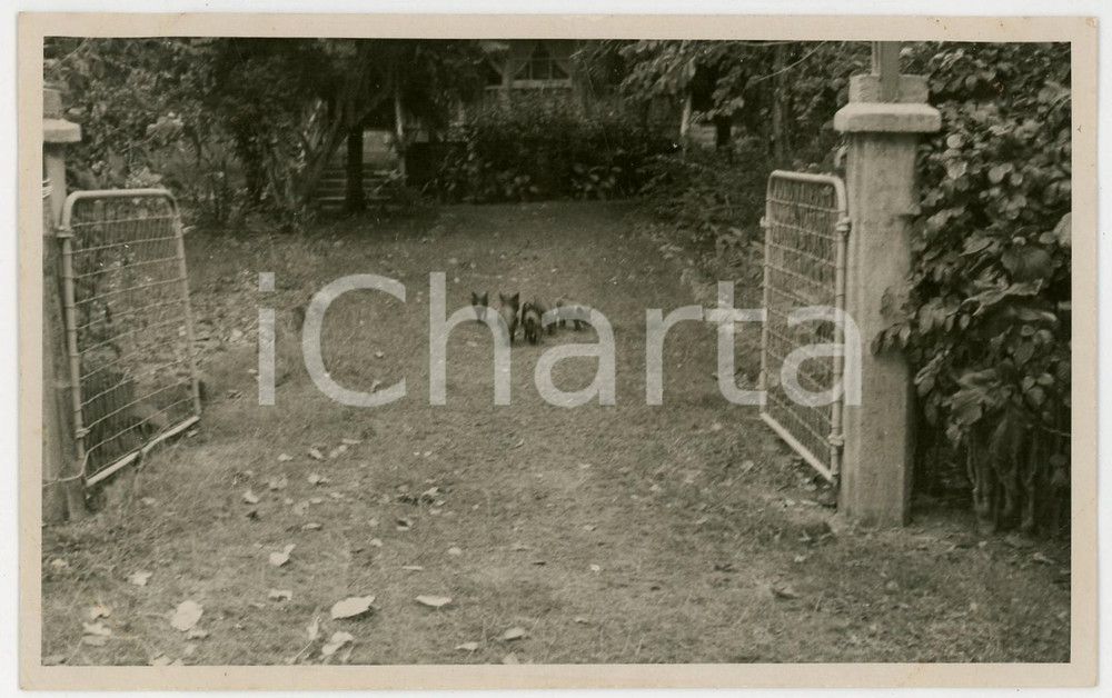 Fotografia d epoca originale 1937 RAIATEA Polinesia Maialini a passeggioREAL PHOTO cm 13,5 x 8,5 1