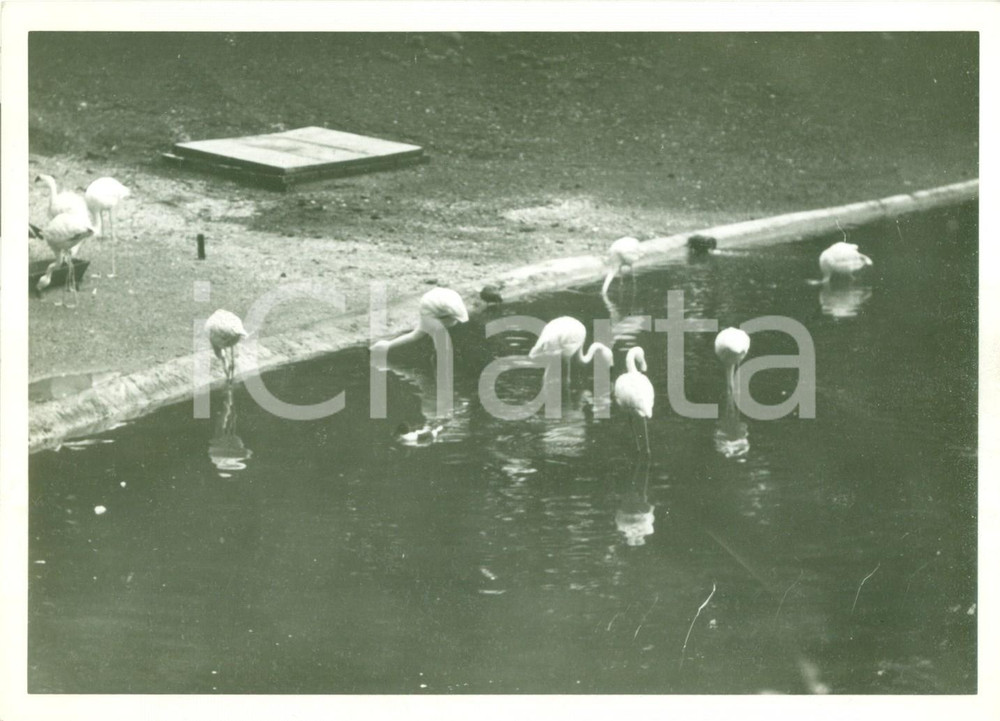 Fotografia d epoca originale 1935 ca ROMA Il laghetto dei cigni allo zoo Fotografia 1