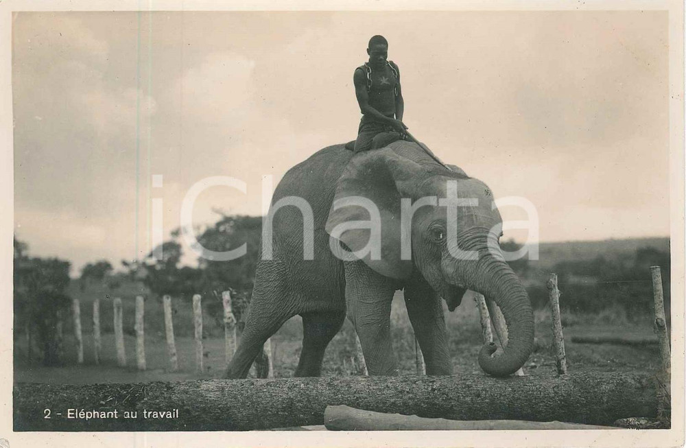 1930 C. ZAGOURSKI L'Afrique qui disparaît CONGO BELGE Eléphant au travail (1)  Fotocartolina postale d'epoca, appartenente alla serie &laquo;L'Afrique qui dispara&icirc;t&raquo; del fotografo Casimir Zagourski (L&eacute;opoldville). Non viaggiata.CONDIZIONI: GFORMATO: 14x9 cm    originale e autentica 1