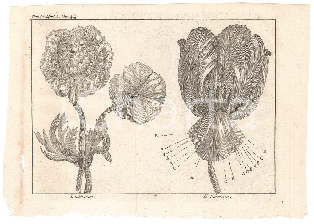 Stampa, bozzetto originale 1767 ? LO SPETTACOLO DELLA NATURA  L anemone  Il tulipano Stampa 1