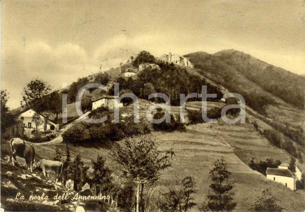 Cartolina originale da collezione 1953 SAN PELLEGRINO IN ALPE (LU) Mucche al pascolo sull'APPENNINO *FG VG 1