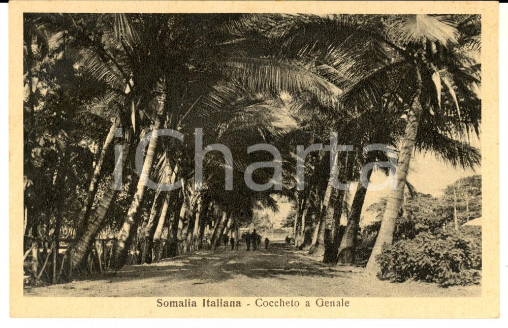 Cartolina originale da collezione 1940 ca AOI SOMALIA ITALIANA Coccheto a GENALE *Cartolina FP NV 1