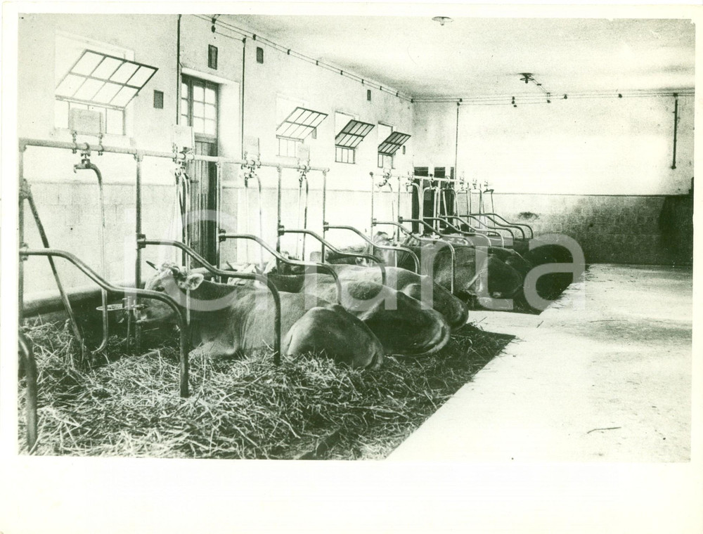 Fotografia d epoca originale 1934 SAN VITO DEI NORMANNI BR Nuove mangiatoie FIMA in una stalla moderna FOTO 1