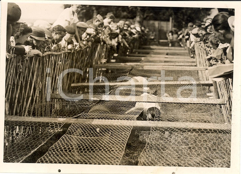 Fotografia d'epoca originale 1938 POISSY F Championnat des DÃ©brouillards Le griglie 1
