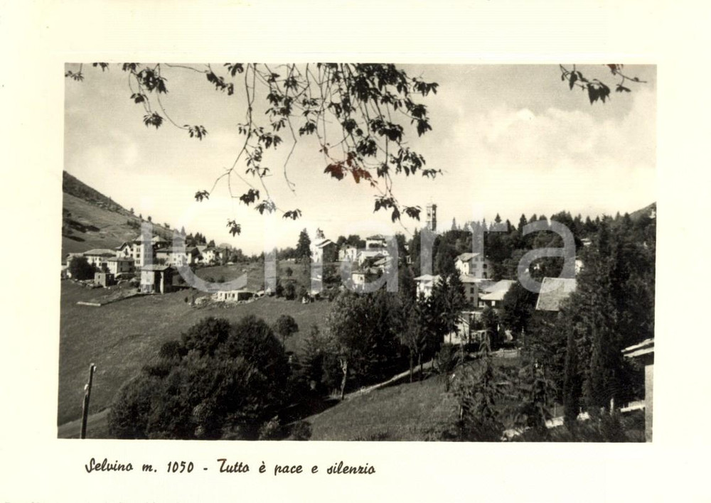 Cartolina originale da collezione 1951 SELVINO BG Veduta panoramica del paese Cartolina postale FG NV 1