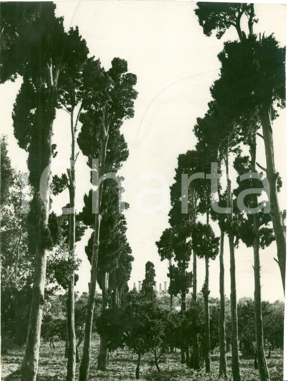 Fotografia d epoca originale 1935 ca GIRGENTI AG Filari di pioppi e rovine tempio VERA FOTOGRAFIA 1