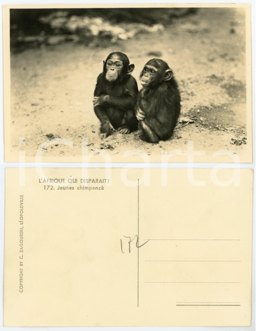 1930 ca C. ZAGOURSKI «L'Afrique qui disparaît» Jeunes chimpanzé - Postcard n.172  Fotocartolina postale d'epoca, appartenente alla serie &laquo;L'Afrique qui dispara&icirc;t&raquo; del fotografo Casimir Zagourski (L&eacute;opoldville).N&deg; 172, non viaggiata.CONDIZIONI: G FORMATO: 14x9 cm    originale e autentica 1