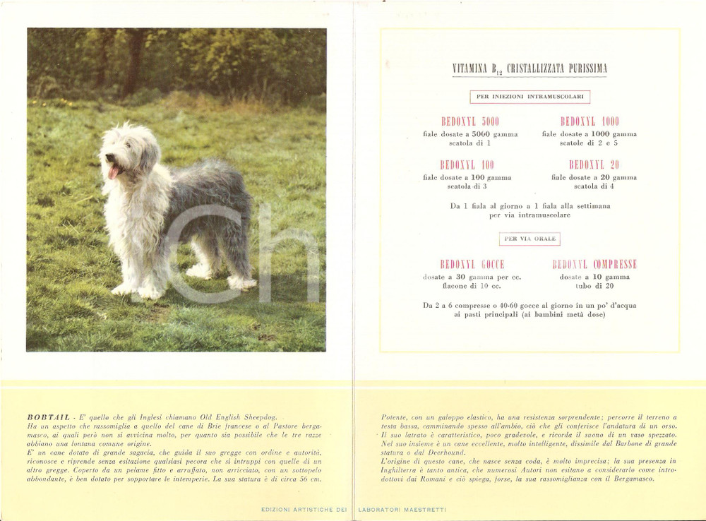 Materiale pubblicitario d’epoca 1956 MILANO Laboratori MAESTRETTI Bedoxyl  Scheda Razza BOBTAIL 2 1