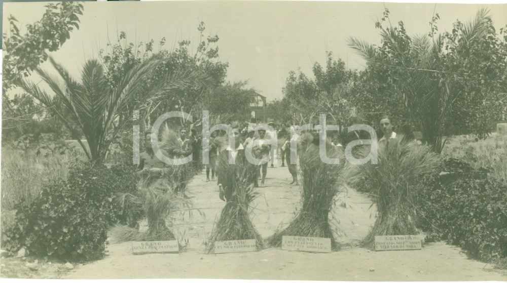 Fotografia d epoca originale 1925 ca AREA LIGURE Bambini alla festa del grano con covoni al perfosfato 1