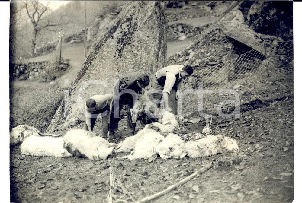 Fotografia d epoca originale 1953 ROSONE / BERTODASCO TO Pecore uccise da un masso franato Foto 18x14 1