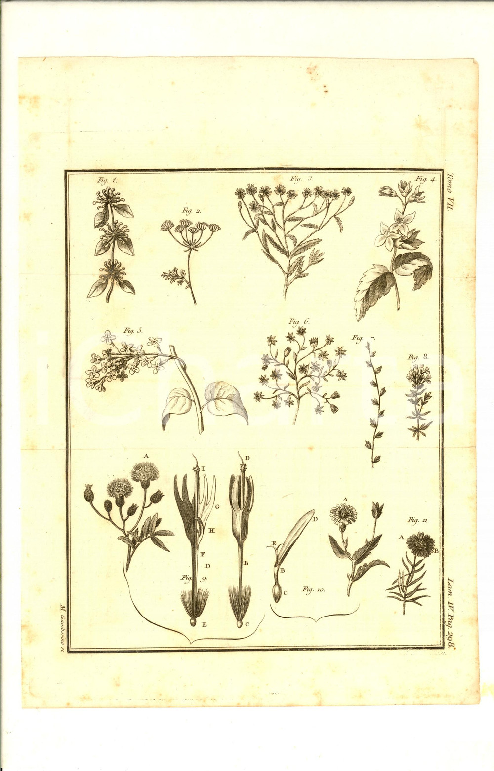 Stampa, bozzetto originale 1830 ca BOTANICA Stampa con tipi di fiori e petali Inc. GARBORINO 20x28 cm 1