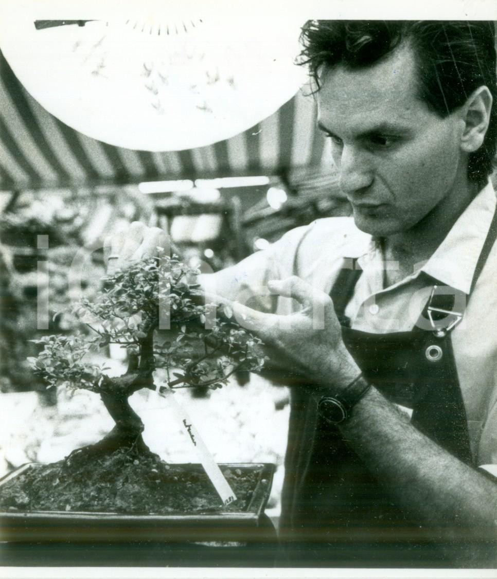 1988 MULHOUSE (F) Vivaista coltiva un bonsai alle Journées d'Octobre *Fotografia