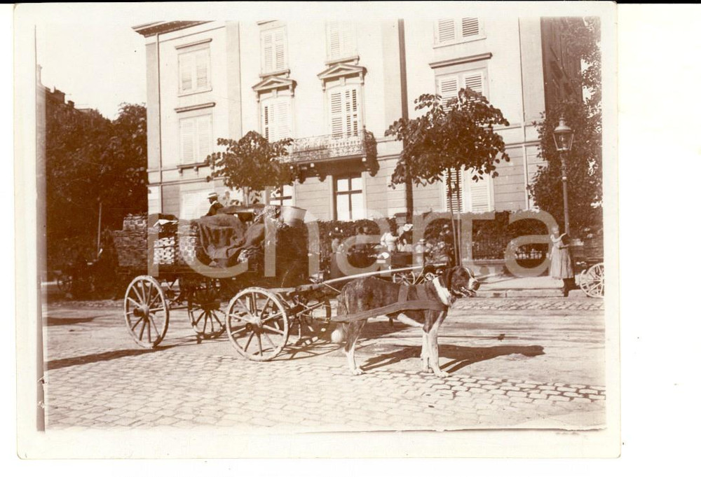 Fotografia d epoca originale 1910 ca ZURIGO Una curiosa slitta trainata da un cane Foto VINTAGE 13x8 cm 1