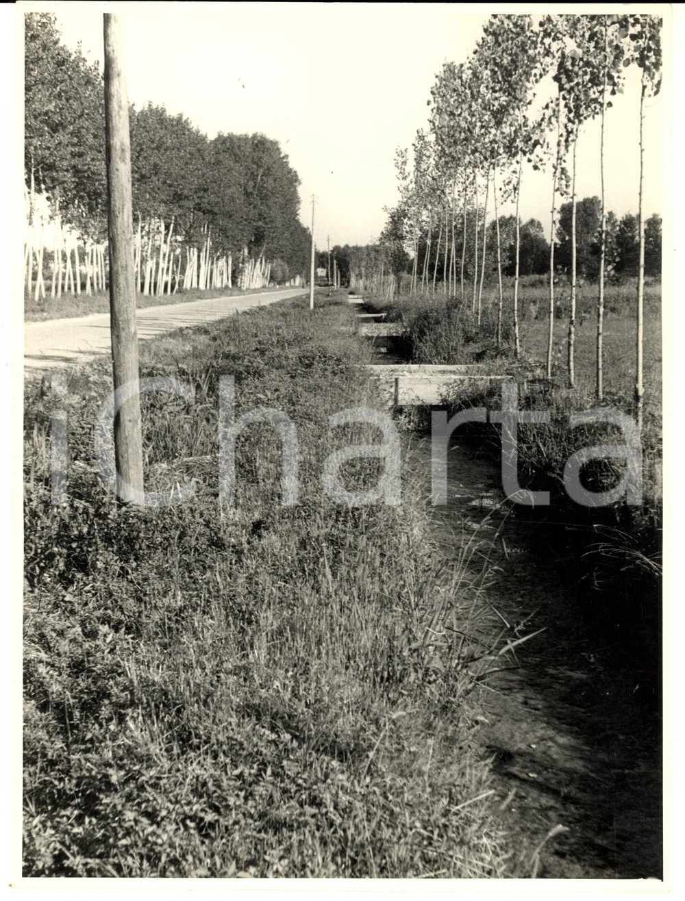 Fotografia d epoca originale 1950 ca SUARDI PV Veduta di campagna con fosso irriguo Foto artistica 18x23 1