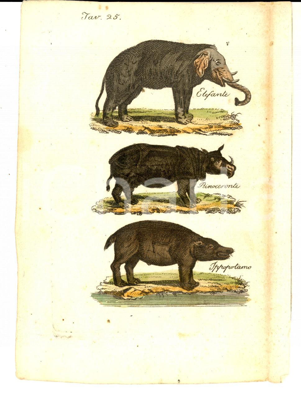 Stampa, bozzetto originale 1830 ca COSTUME AFRICA Elefante  rinoceronte  ippopotamo Stampa 12x16 1
