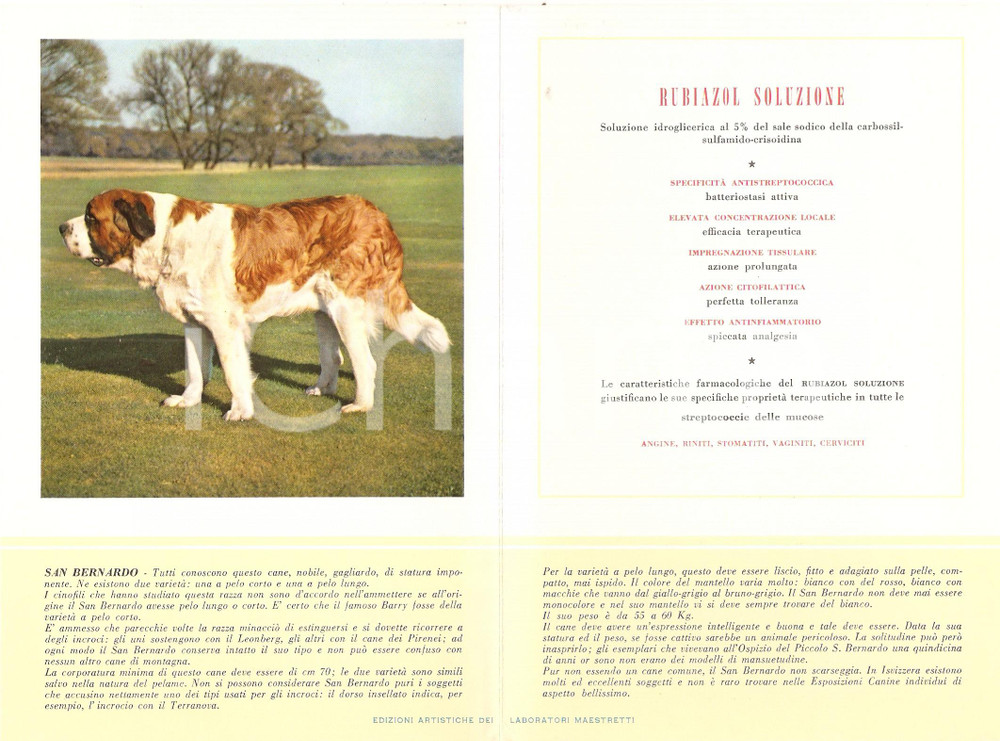 Materiale pubblicitario d’epoca 1956 MILANO Laboratori MAESTRETTI Rubiazol  Scheda Razza SAN BERNARDO 1