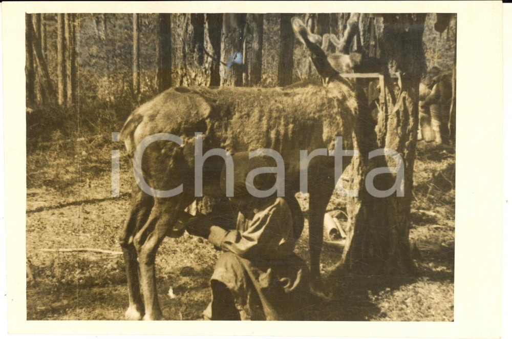 Fotografia d epoca originale 1929 SIBERIA DELL EST URSS Ragazza tungusa durante la mungitura  Foto 1