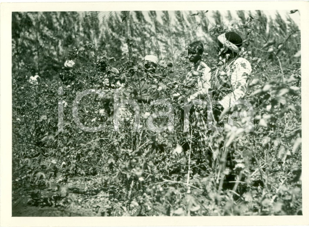 Fotografia d epoca originale 1935 ca SOMALIA AOI Indigeni al lavoro in piantagioni di cotone FOTOGRAFIA 1