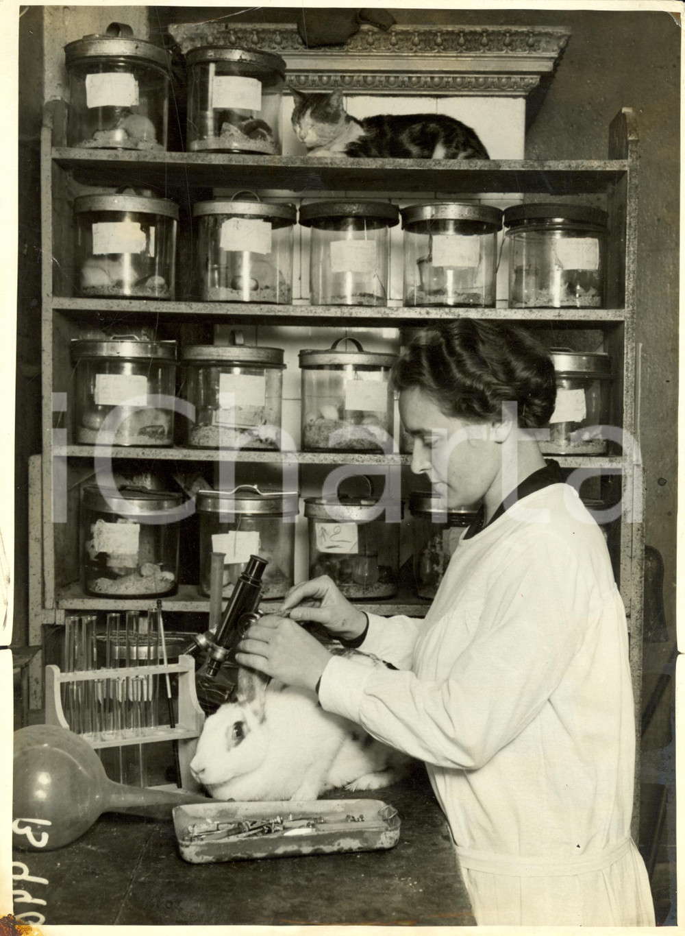 Fotografia d epoca originale 1935 ca BERLINO Coniglio sottoposto a vaccino contro CANCRO Foto DANNEGGIATA 1