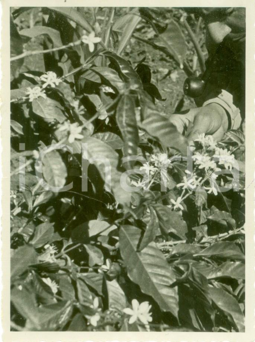 Fotografia d epoca originale 1937 HARAR ETIOPIA Fioritura dell albero del caffÃ¨ Fotografia cm 8 x 11 1