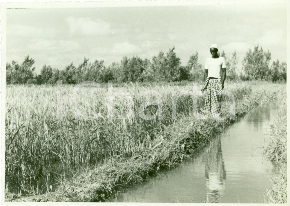 Fotografia d epoca originale 1935 ca SOMALIA Coltivazione riso sullo UEBI SCEBELI Foto ANIMATA 1