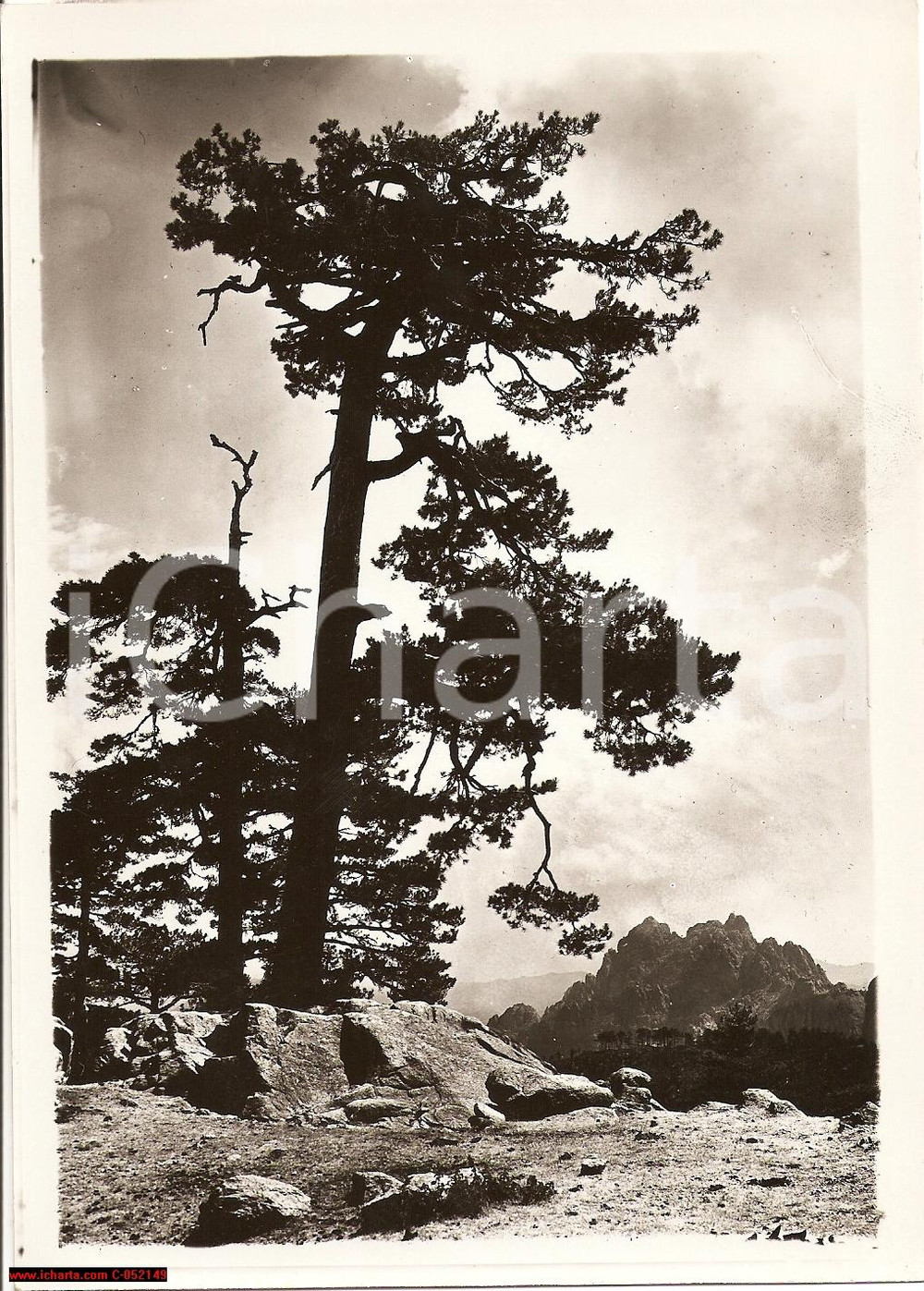 Fotografia d'epoca originale 1939 ZONZA (CORSICA) Veduta del Colle della BAVELLA 1