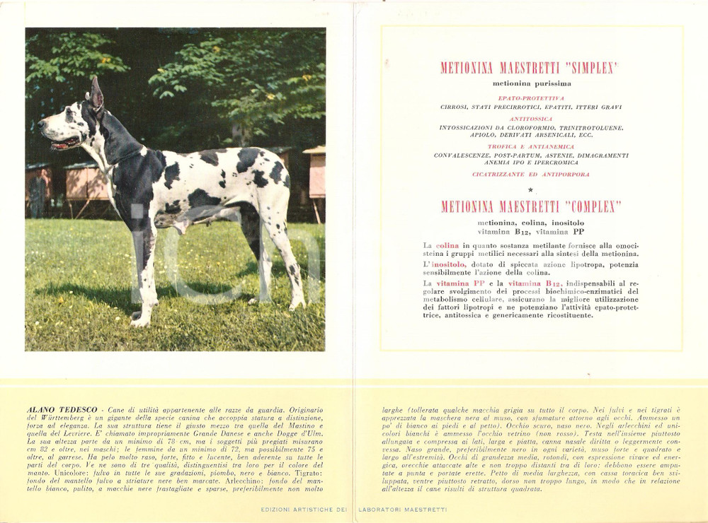 Materiale pubblicitario d’epoca 1956 MILANO Laboratori MAESTRETTI Metionina Simplex  Scheda Razza ALANO TEDESCO 1