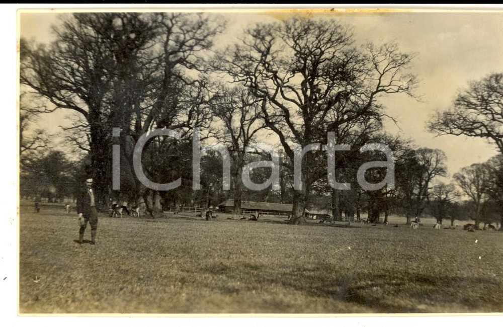 Fotografia d epoca originale 1924 Castello di WINDSOR UK Mandria di cervi nel parco Foto VINTAGE 14x8 cm 1