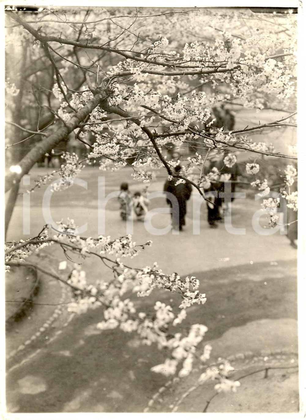 Fotografia d'epoca originale 1920 ca OSAKA (GIAPPONE) Stagione ciliegi TENNOJI PARK 1