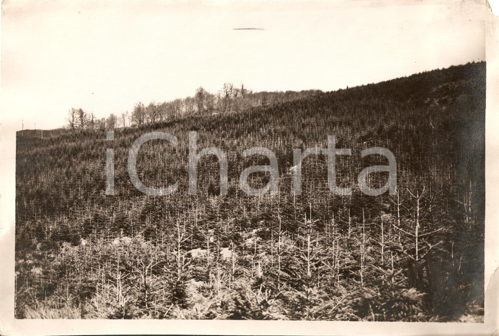 Fotografia d'epoca originale 1930 POPPI (AR) Rimboschimento località BATTILOCCHIO - Foto (1) 1