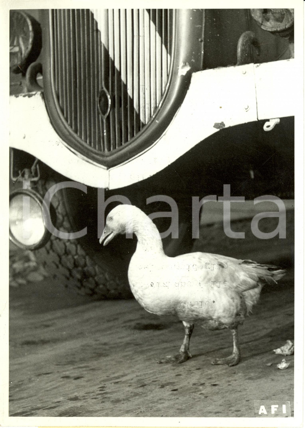 Fotografia d epoca originale 1941 TORINO L oca guardiana ricorda... le sue ave del Campidoglio Fotografia 1