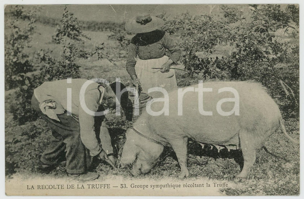 1920 ca FRANCE Recolte de la truffe - Groupe sympathique - Carte postale FP NV  Cartolina postale d'epoca, non viaggiata. FAIR/discreto Lievi smussature agli angoli Formato: FP originale e autentica 1