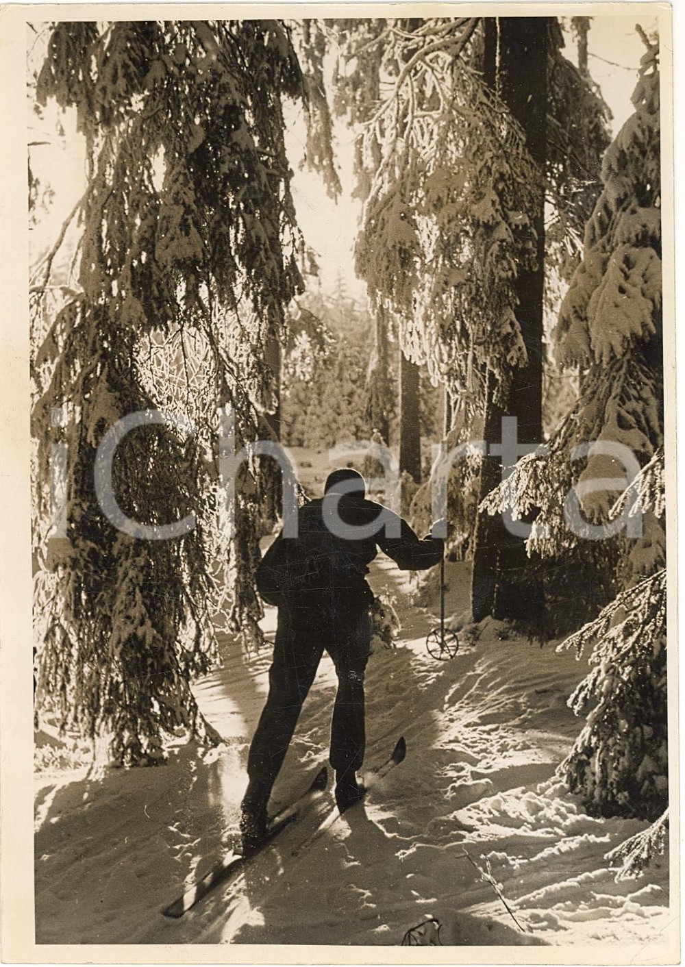 Fotografia d'epoca originale 1939 BERLINO Lo sciatore nel bosco di abeti REAL PHOTO 1