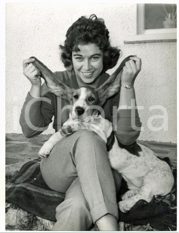 1959 LLANBLETHIAN (WALES) Basset hound with longest ears in dog world *Photo