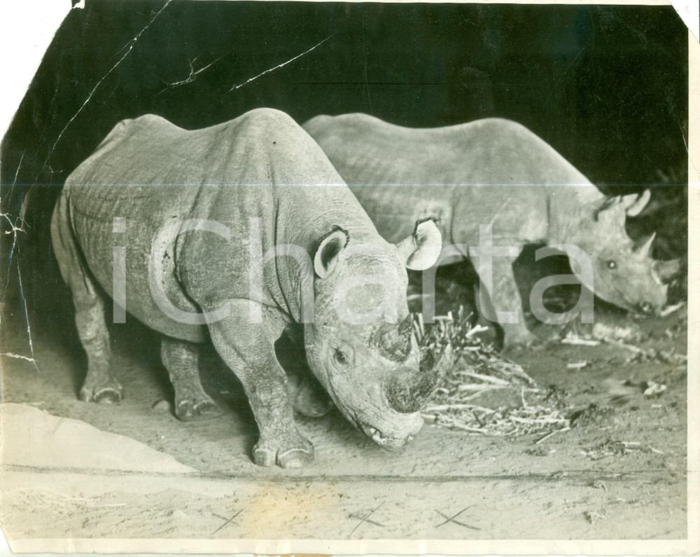 Fotografia d epoca originale 1935 ca NEW YORK USA Due rinoceronti allo zoo Fotografia DANNEGGIATA 1